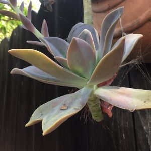 Meet your Posher, Darcy